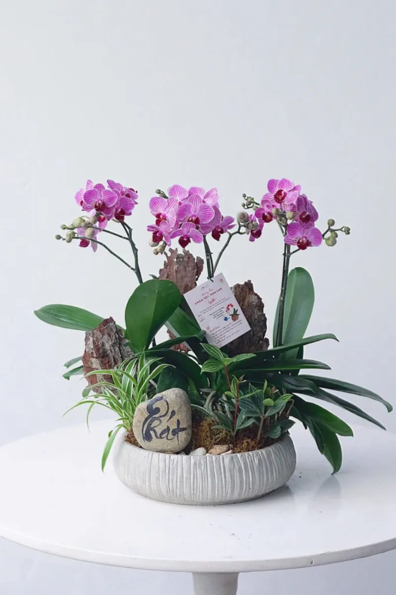 Chậu hoa lan hồ điệp màu hồng phấn được gói cẩn thận, đặt trên bàn làm quà tặng sang trọng, ý nghĩa cho dịp đặc biệt